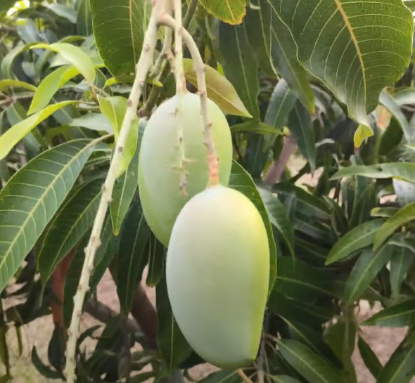 Keshor Mango Plants - Green Plant Variety | Ideal For Home Gardens, Featuring Lush Leaves And Thriving Growth Potential