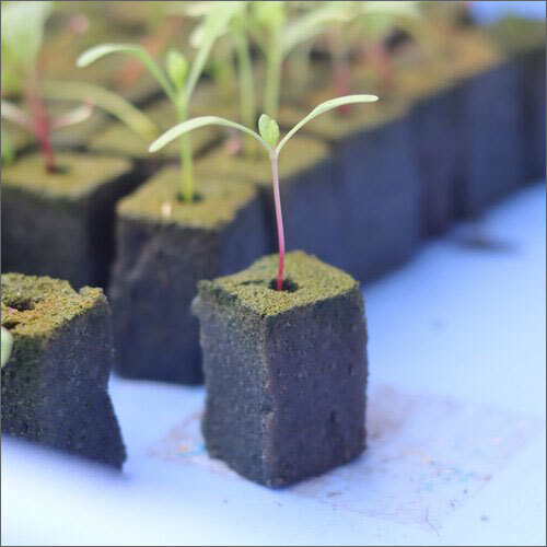 Hydroponic Germination Sponge Cube