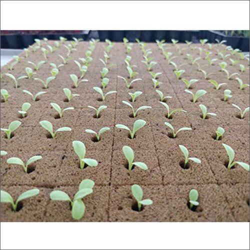 Hydroponic Germination Sponge Cube