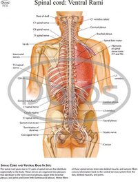 फिजियोलॉजी चार्ट