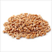 Sortex Wheat