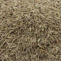 जीरा बीज