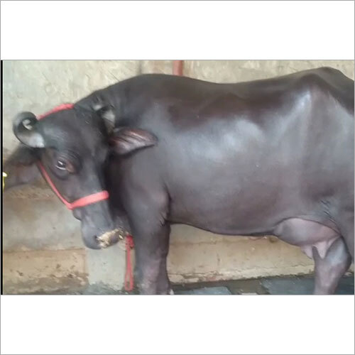 Black Murda Buffalo