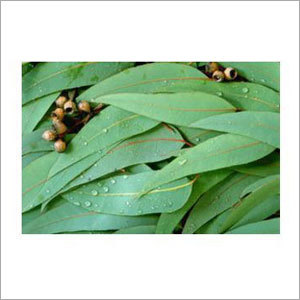 Eucalyptus Oil Hybrid - Steam Distilled Eucalyptus Globulus, 24-Month Shelf Life, Pure Calming Fragrance, Germicidal and Antiseptic Properties