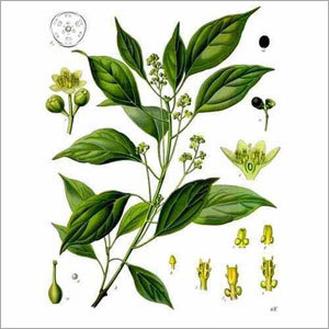Camphor Oil - 99% Pure Extract from Leaves, Divine Fragrance & Long Lasting Effect