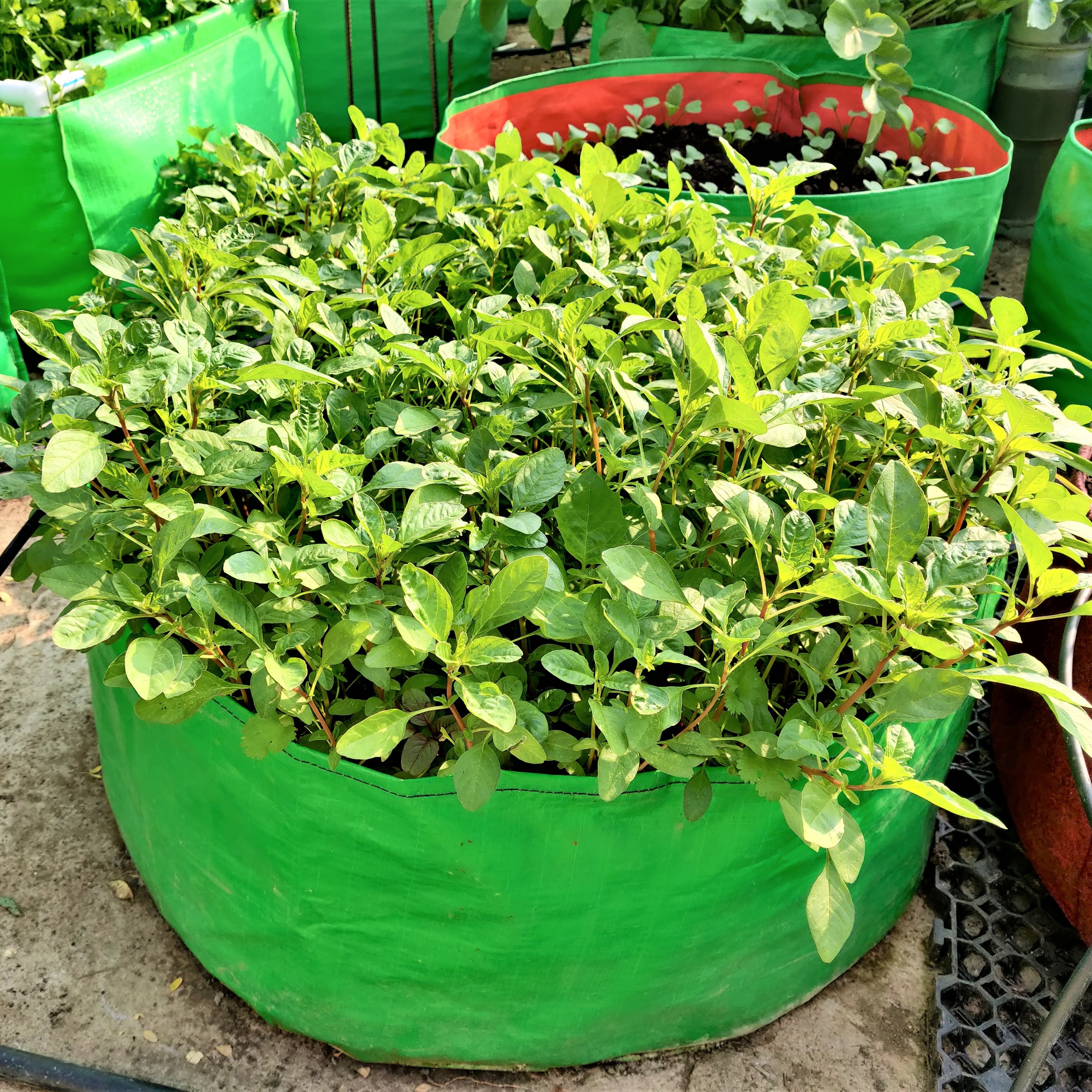 18x24 Inch Green Hdpe Grow Bag