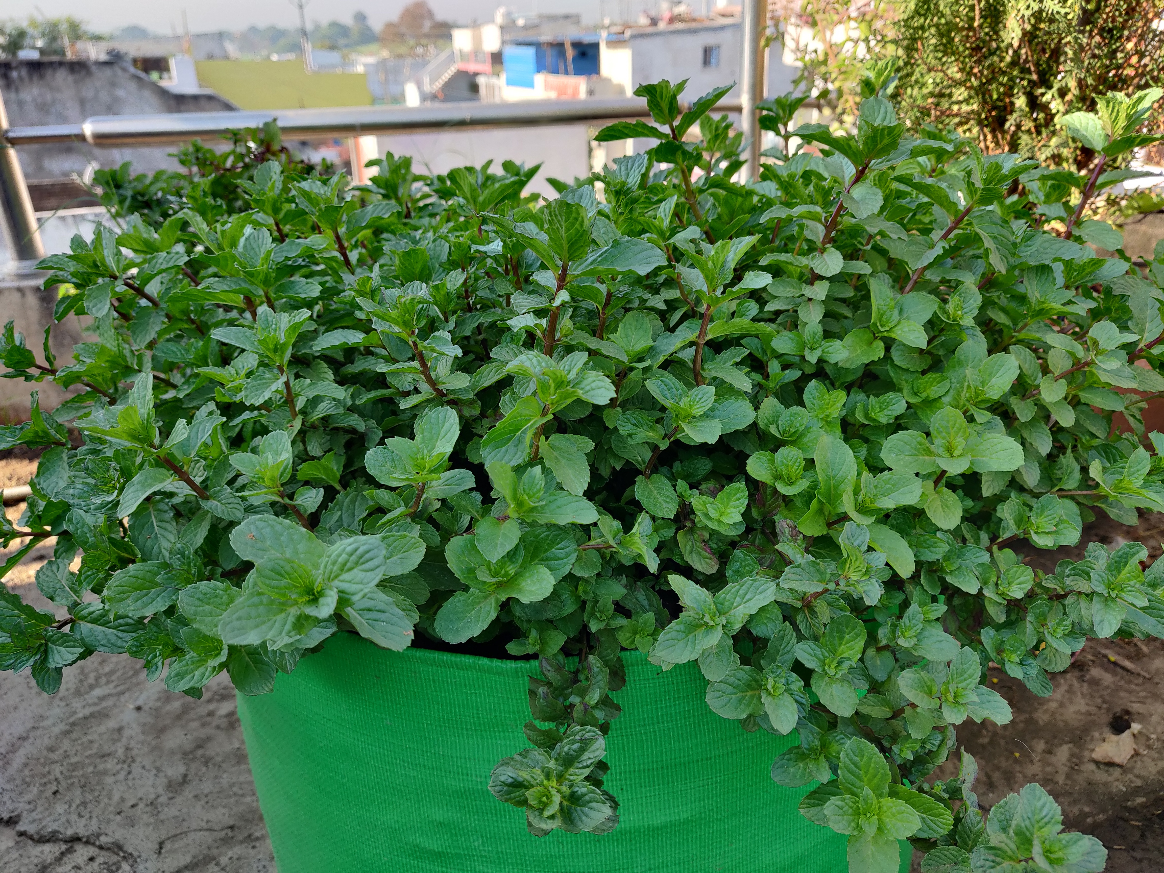 18x24 Inch Green Hdpe Grow Bag