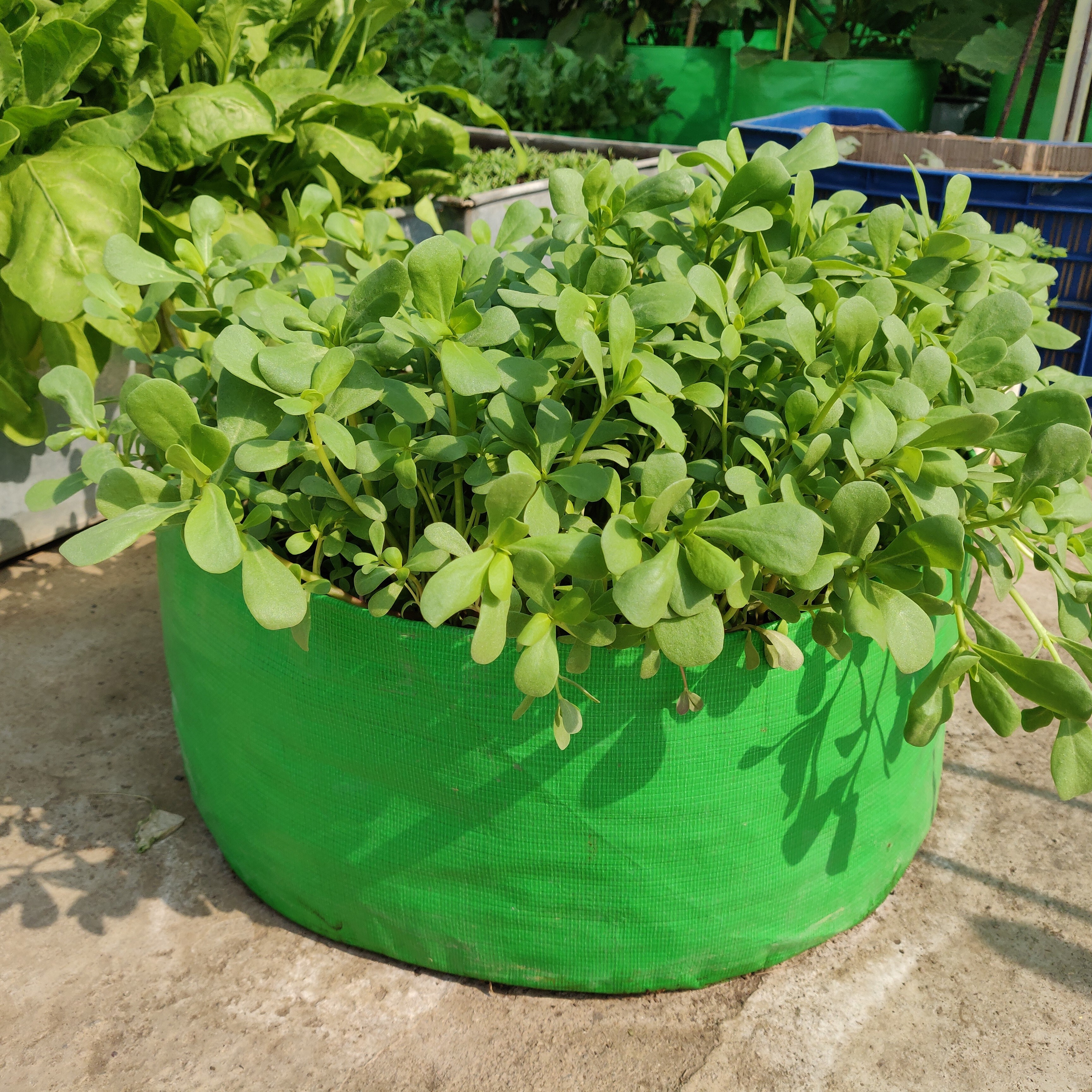 24x15 Inch Hdpe Grow Bag Base Material: High Density Polyethylene (Hdpe)