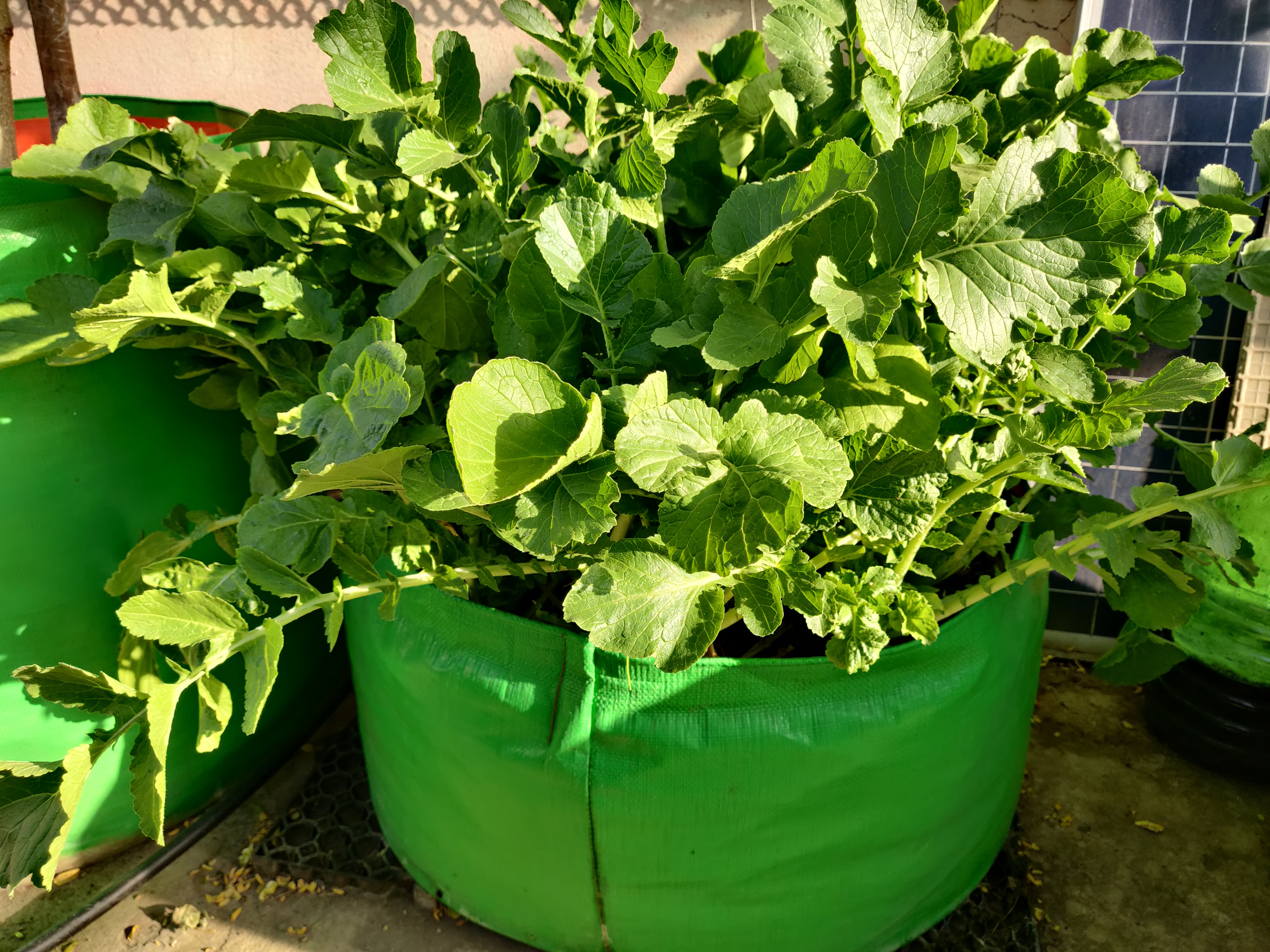 Hdpe Grow Bag - 15x12 Inch 260 Gsm Durable Uv Stabilized Design For Home And Terrace Gardening