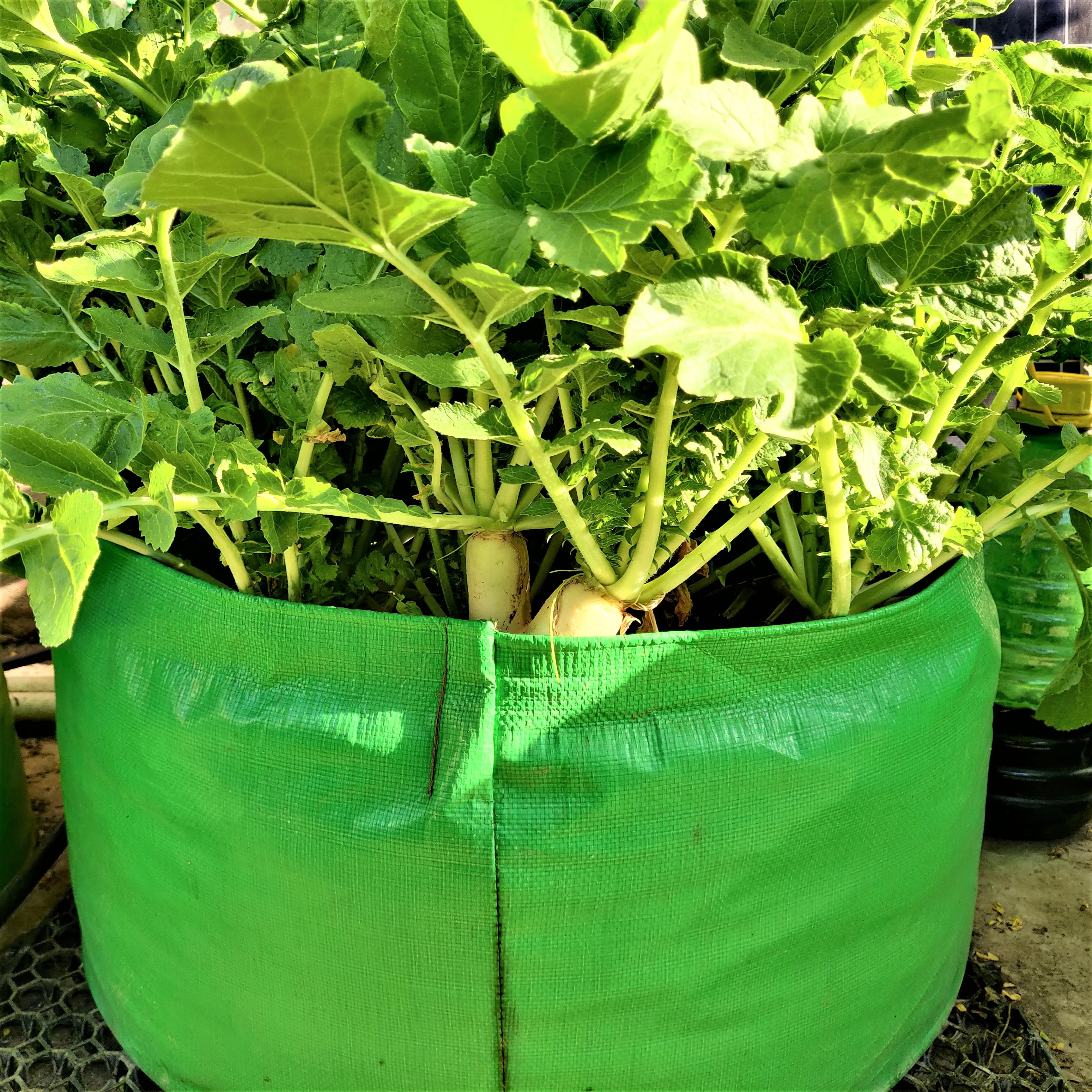 Hdpe Grow Bag - 15x12 Inch 260 Gsm Durable Uv Stabilized Design For Home And Terrace Gardening