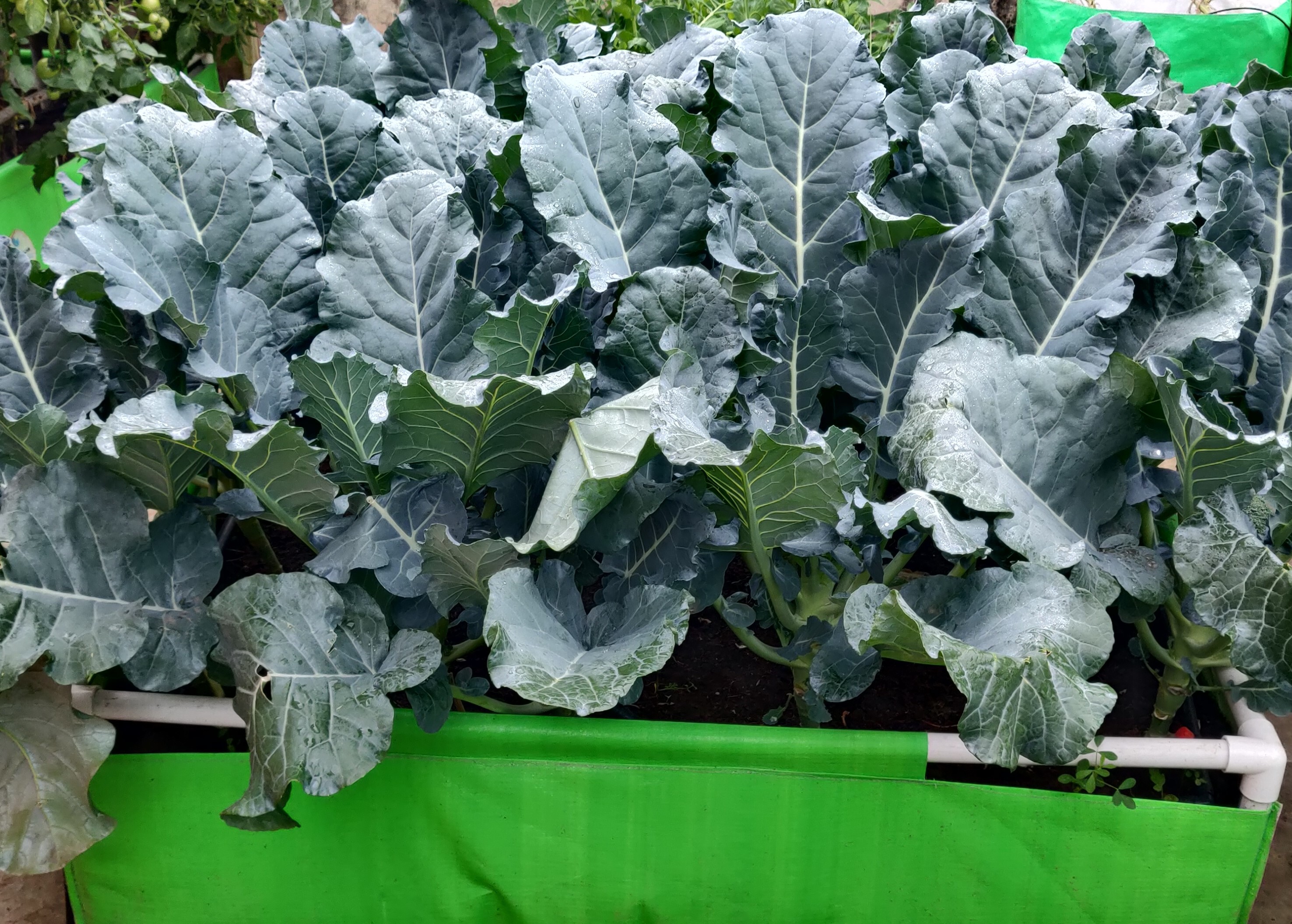 Rectangular Hdpe Grow Bag