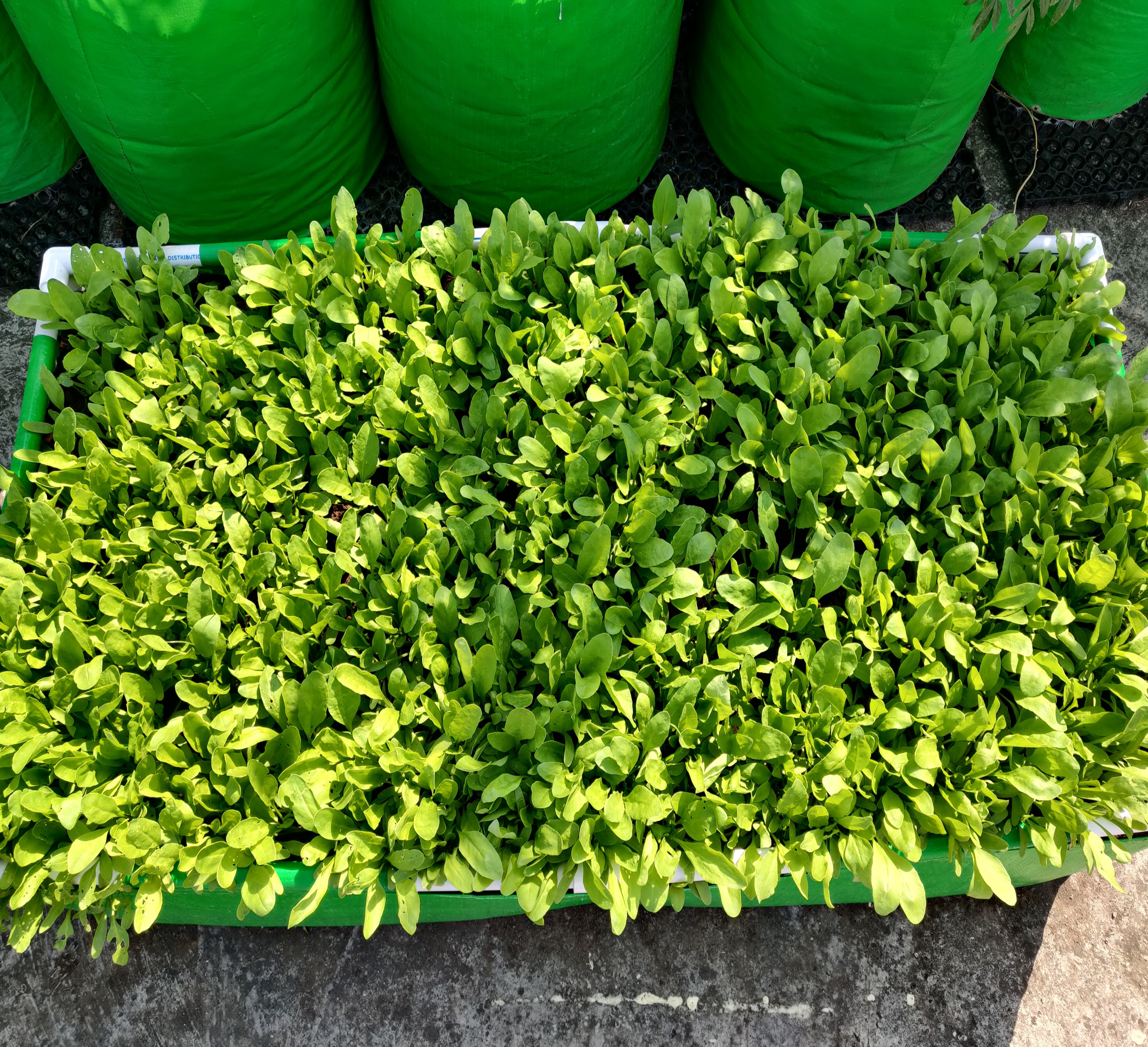 Rectangular Hdpe Grow Bag