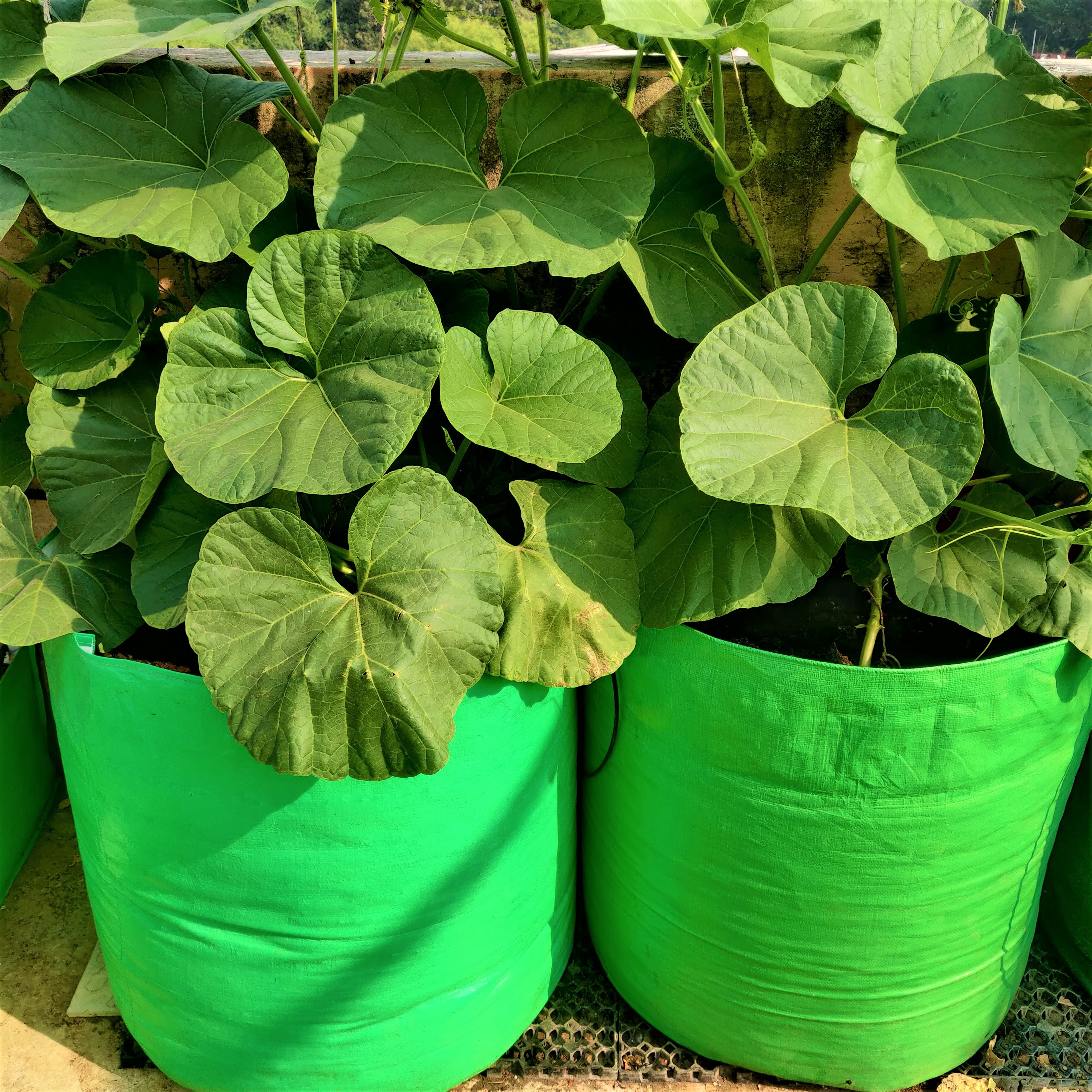 15x15 Inch Hdpe Grow Bags - 260 Gsm Lightweight Uv Stabilized Durable & Reusable With Drainage System For Home & Terrace Gardening