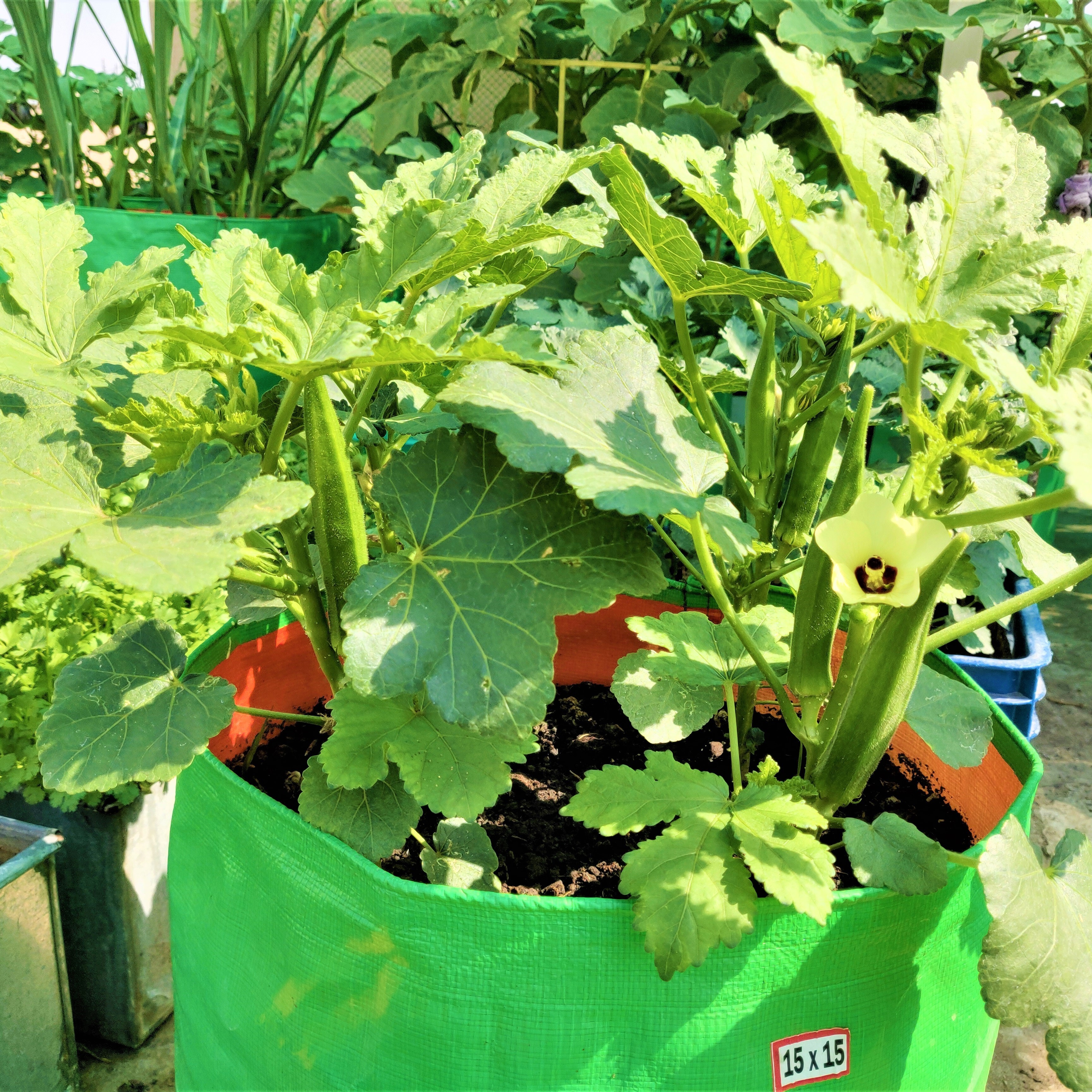 15x15 Inch Hdpe Grow Bags - 260 Gsm Lightweight Uv Stabilized Durable & Reusable With Drainage System For Home & Terrace Gardening