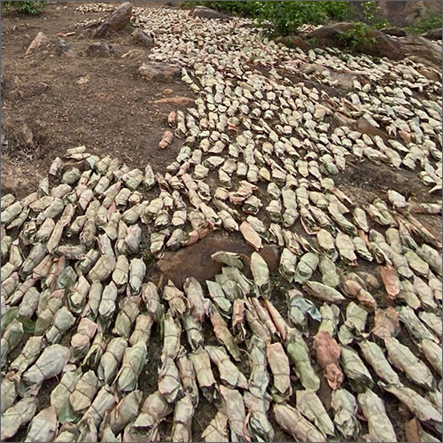 मधुका बटर लीव्स ड्राई प्लेस