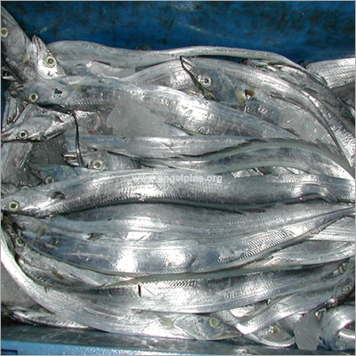 रिबन मछली