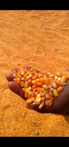 Corn Seeds - High-Yield Annual Cereal Grass with Starchy Kernels, Ideal for Food and Biofuel Production