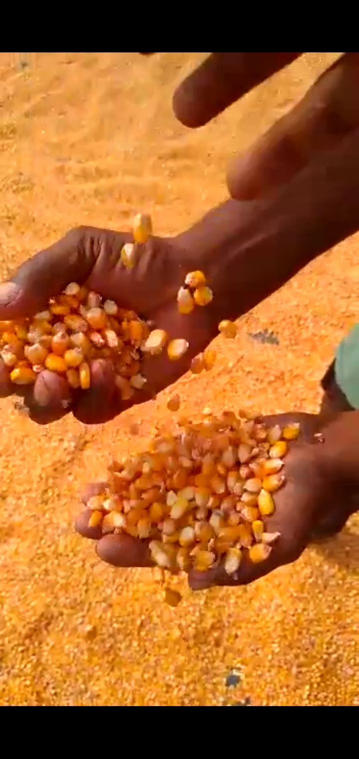 Corn Seeds - High-yield Annual Cereal Grass With Starchy Kernels, Ideal For Food And Biofuel Production