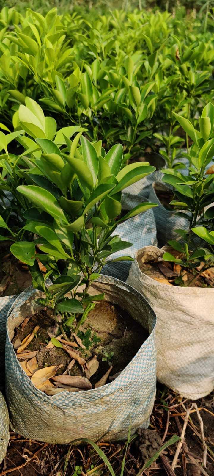 Grafting Kapila Lemon