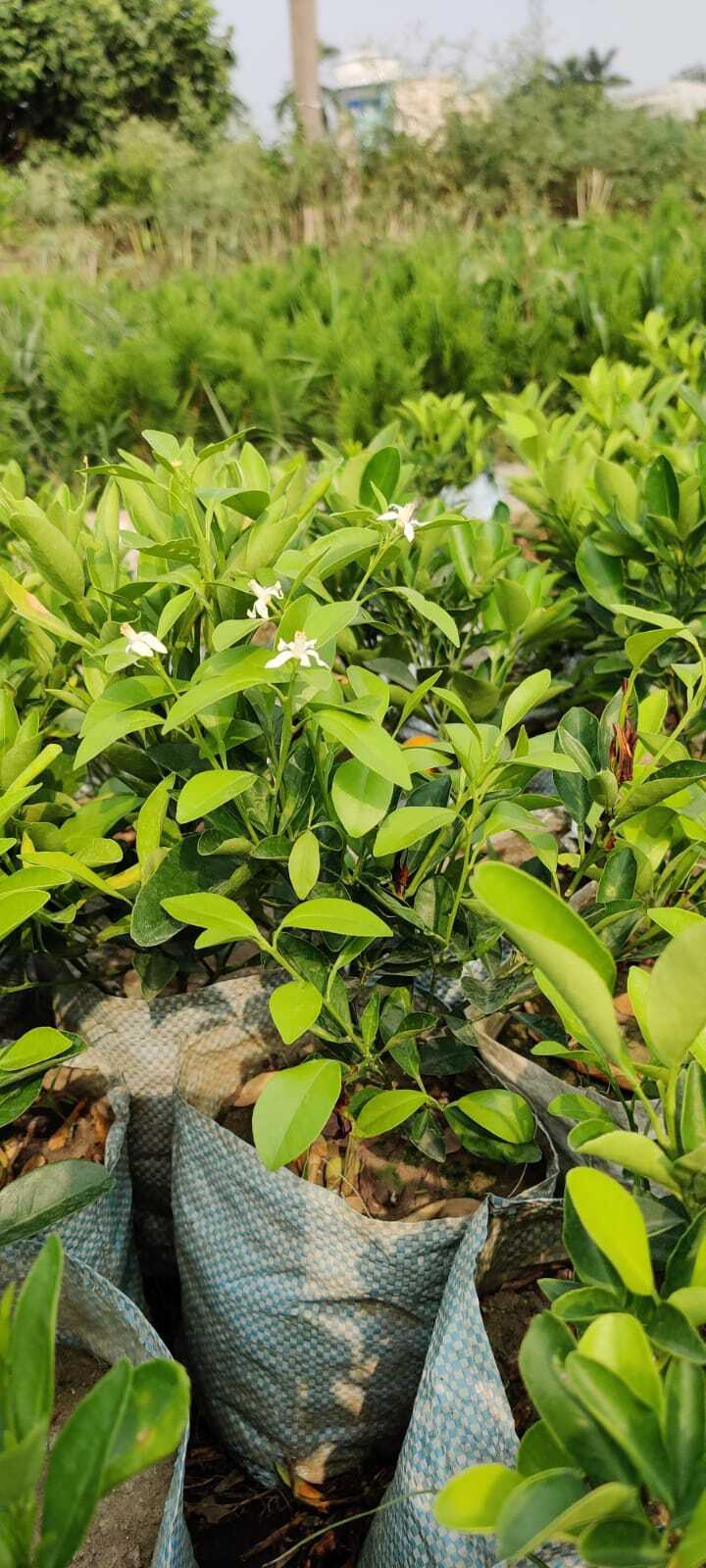 Grafting Kapila Lemon