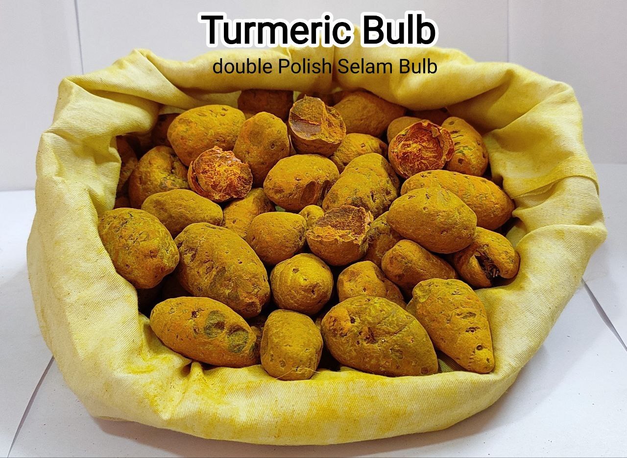 Golden Yellow Haldi Platinum