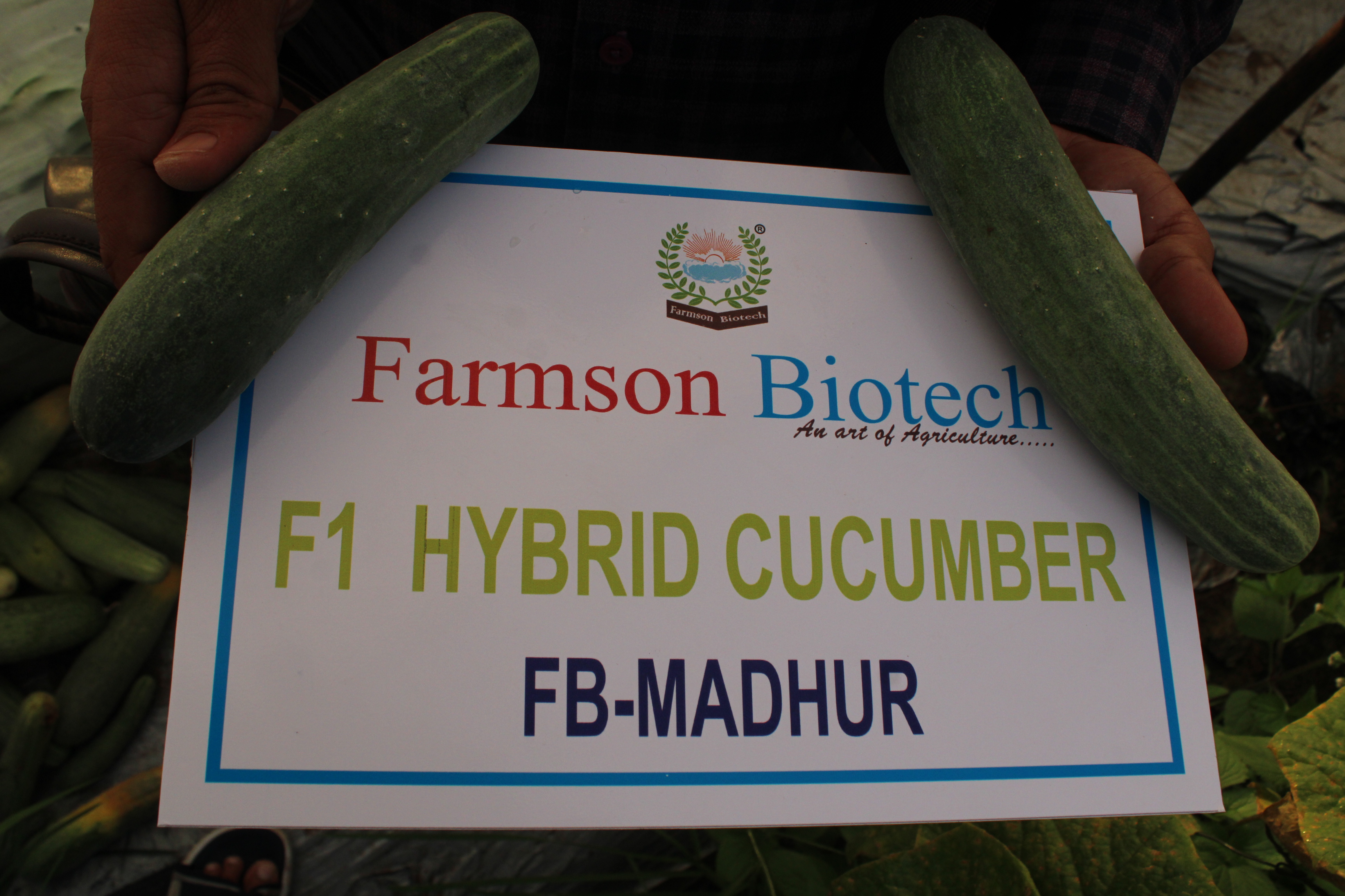 Fb-madhur F1 Hybrid Cucumber Seeds Grade: A