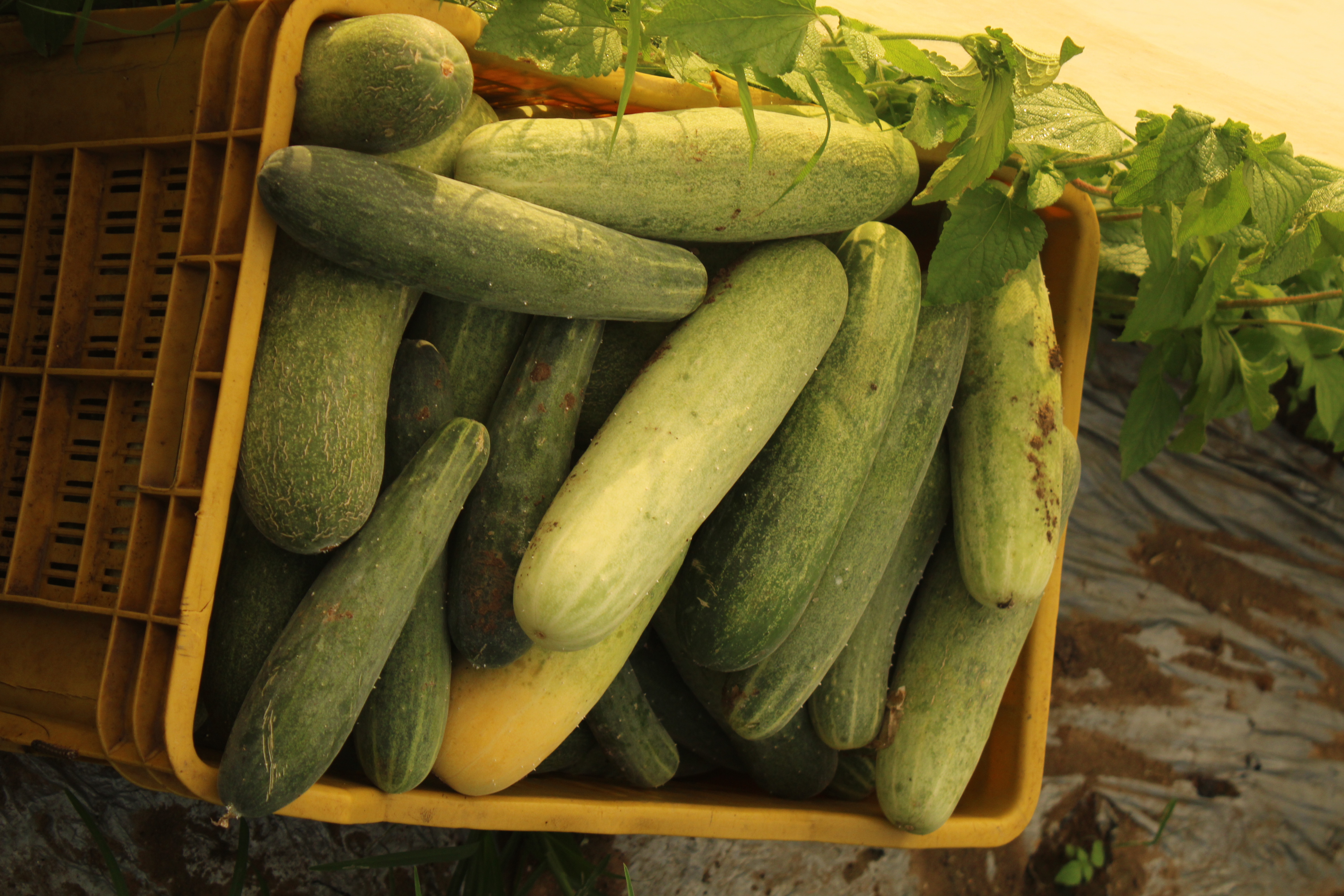 Fb-madhur F1 Hybrid Cucumber Seeds Grade: A