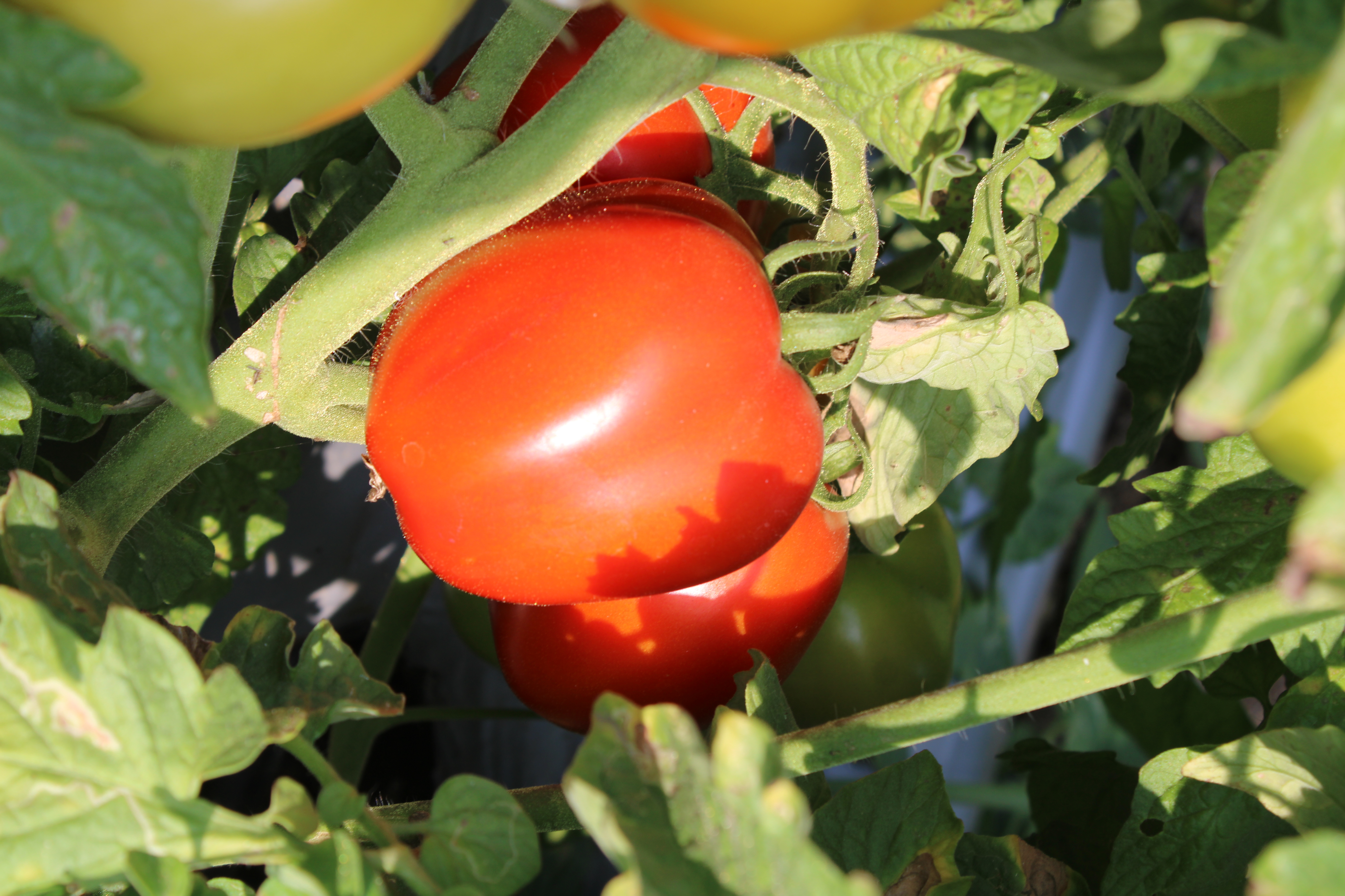 -Abhione 1101 F1 Hybrid Tomato Seeds Grade: A