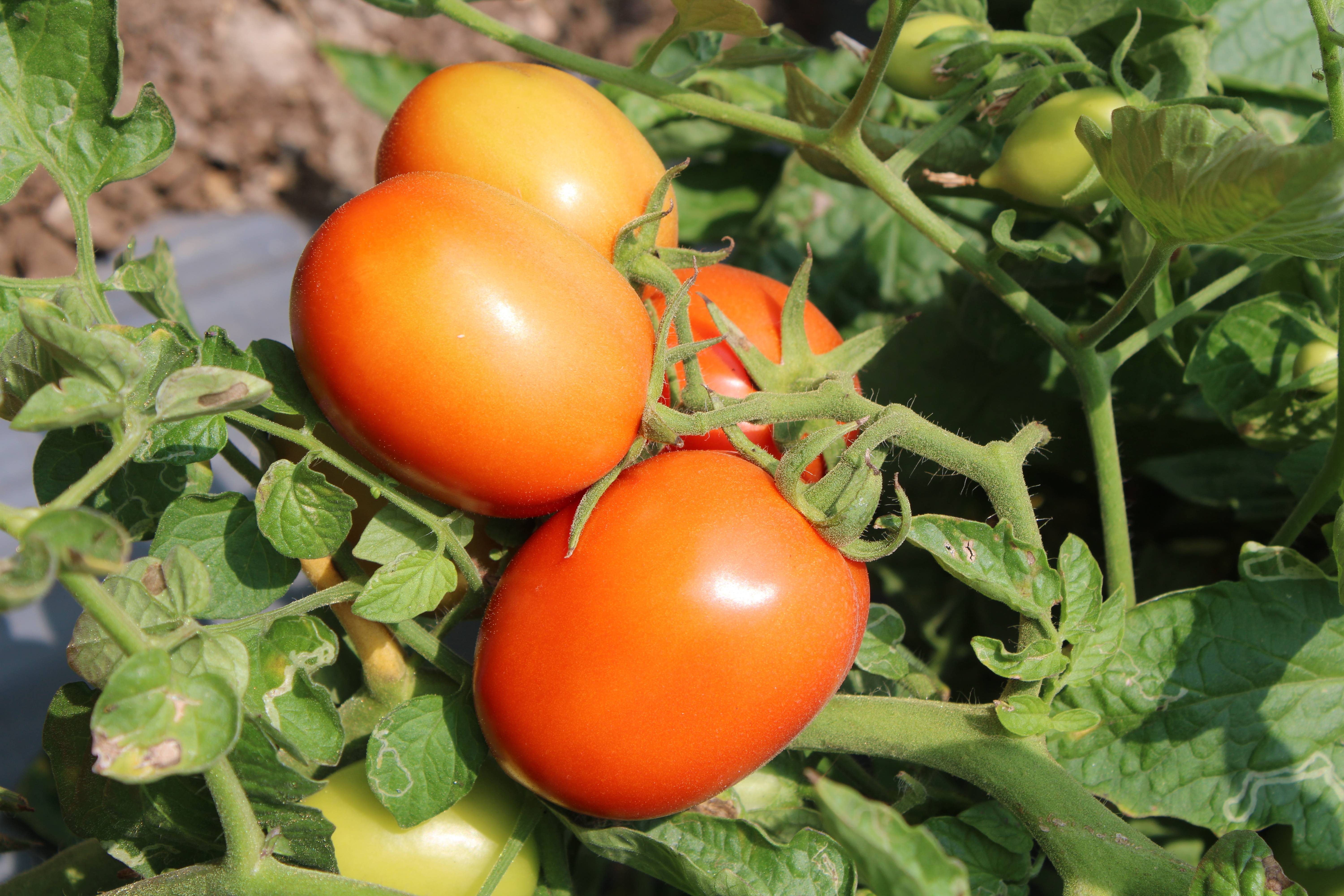 -Abhione 1101 F1 Hybrid Tomato Seeds Grade: A