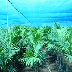 नर्सरी ग्रीन शेड नेट