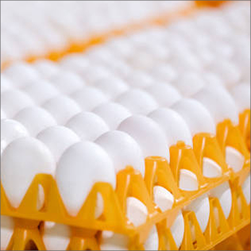 High Protein White Egg Egg Origin: Chicken