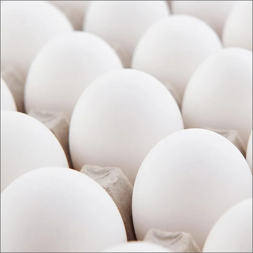 High Protein White Egg Egg Origin: Chicken