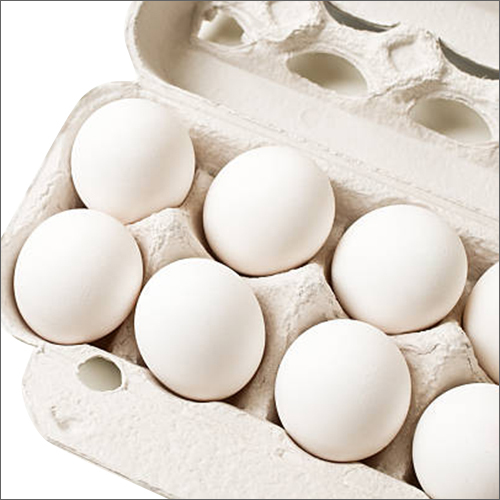 Fresh White Egg - Natural Size