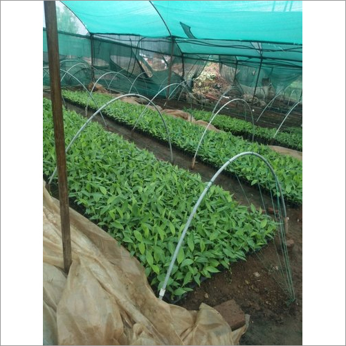 केले के पौधे का आकार: अनुकूलित