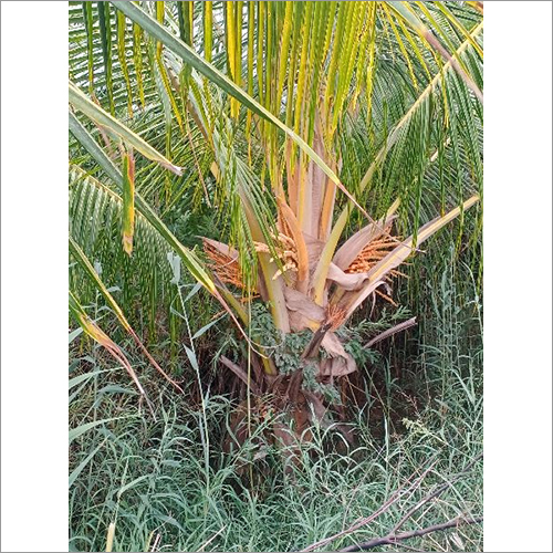 Coconut Plant - Color: Green