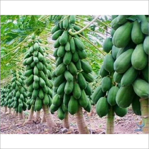Papaya Plant - Breed: Fresh