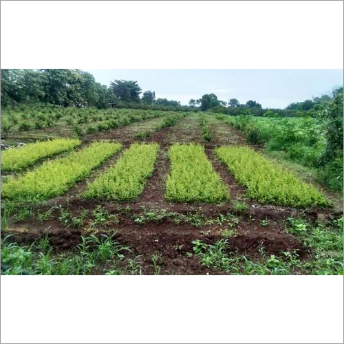 Pomegranate Plant - Breed: Fresh