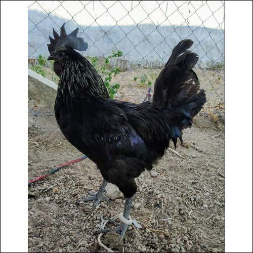 Kadaknath Chicken - 1800 Grams Frozen Black Meat | Wooden Carton Packaging, High Protein Content 25% 