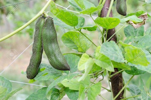 Mucuna Pruriens Herbal Powder - L-DOPA 10% Extract | Suitable for All Ages, Dry Storage Instructions, Nutritional Benefits