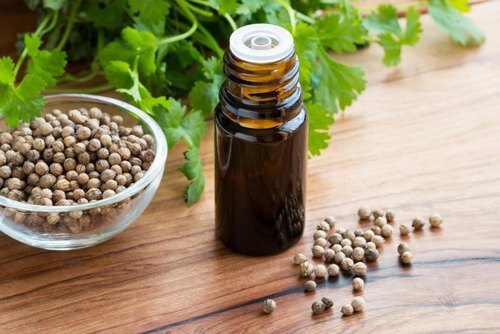 Coriander Oil (Coriandrum Sativum) Dry Place