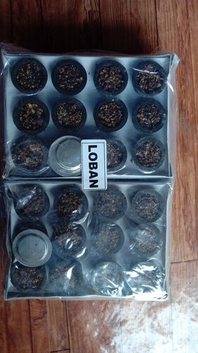 लोबन सांब्रानी कप