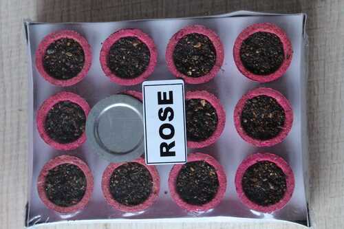 रोज़ सांबरनी धूप कप