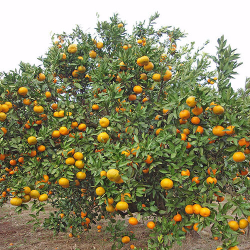 किन्नू के पौधे