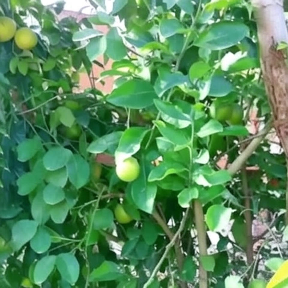 मौसम्बी के पौधे