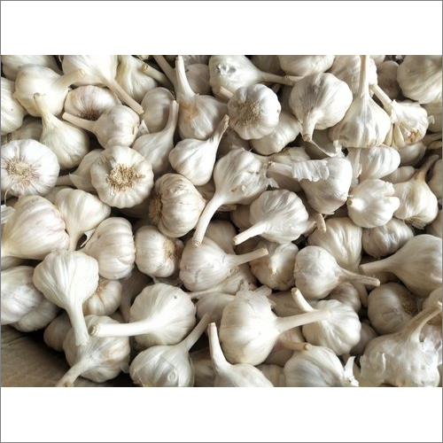Boom Size Fresh G1 Garlic