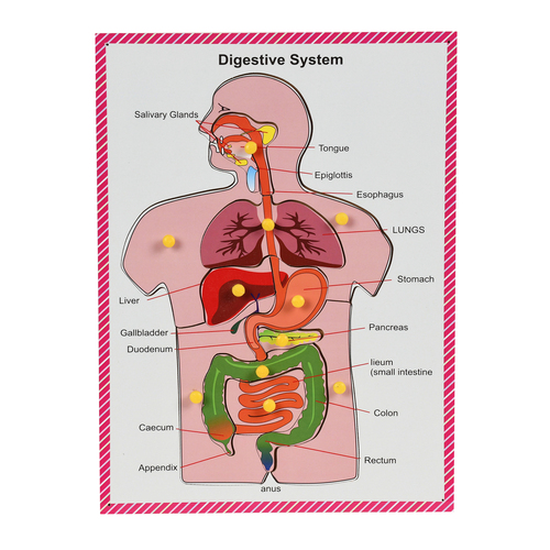 Digestive System Board Knob and Peg Puzzle - Pine Wood, 30 x 22 x 2 cm, Multi-Color | Enhances Cognitive Skills, Fine Motor Skills, and Problem-Solving