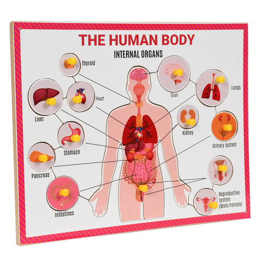 Multicolor Wooden Internal Body Parts Puzzle