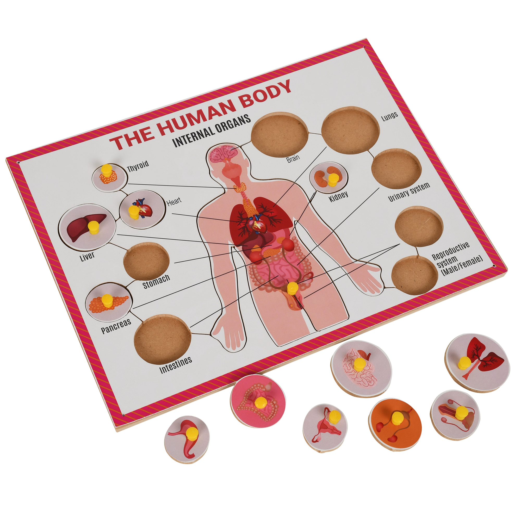 Multicolor Wooden Internal Body Parts Puzzle