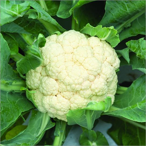 Round Fresh Cauliflower