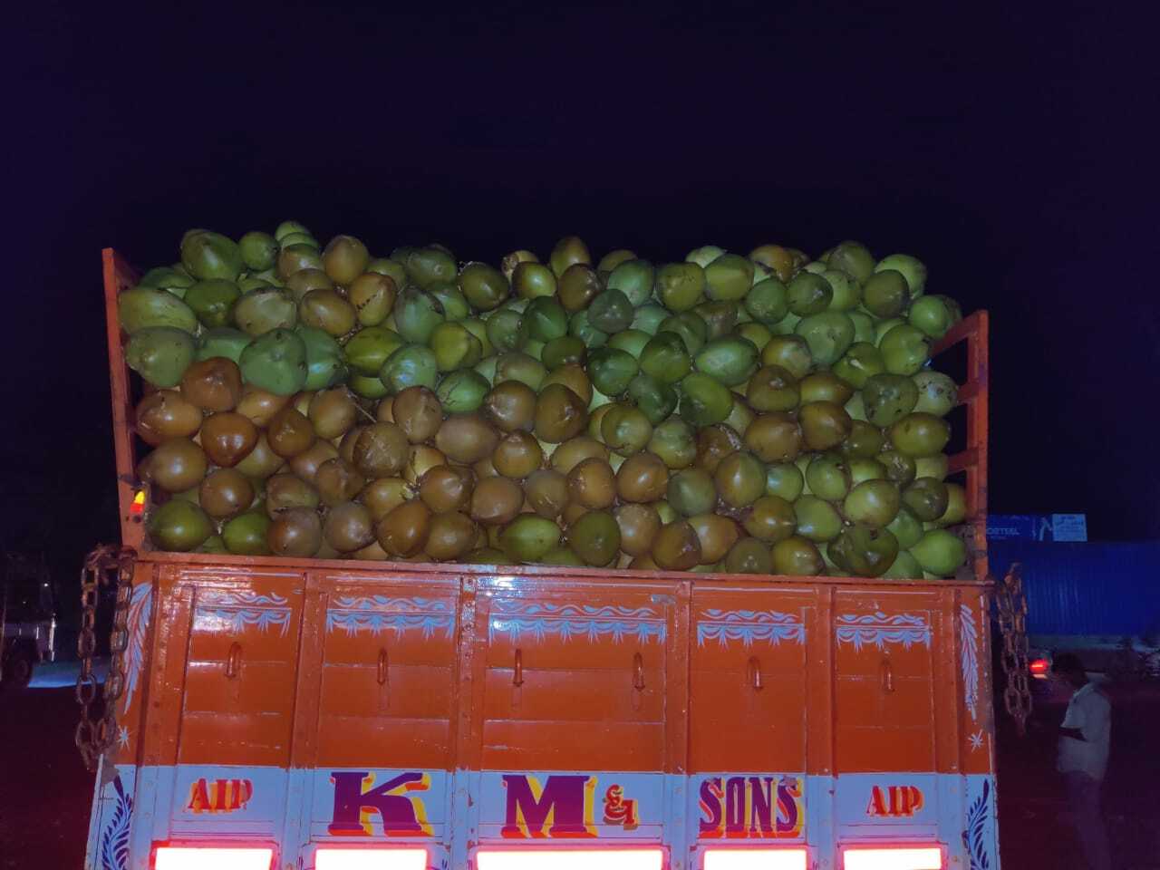 Green Tender Coconut - Fresh Whole Young Coconut, 2 To 2.5 Kg - Light Brown And Green Color, Organic Cultivation, Diamond Shape, Whole Husk